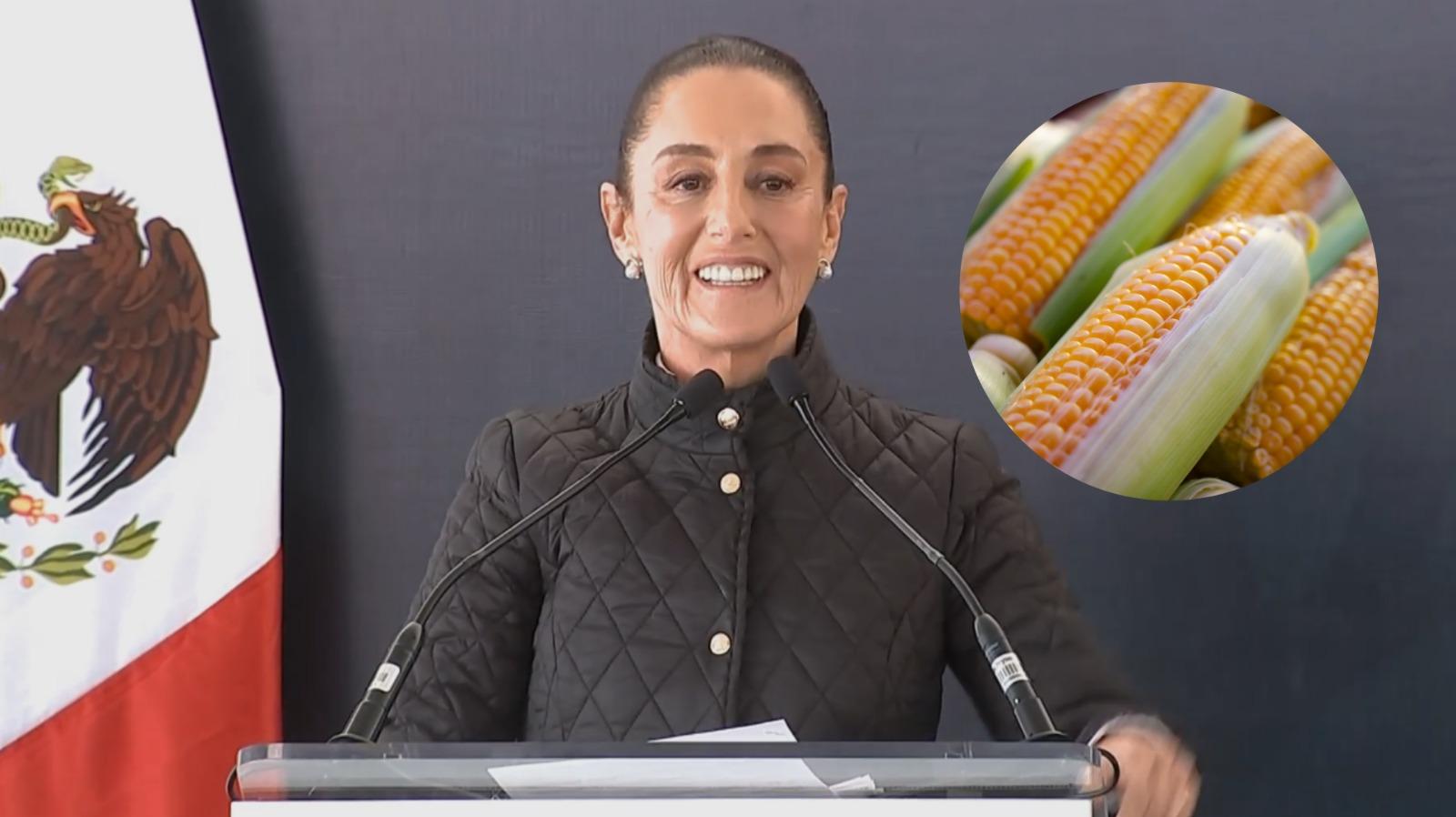 Sheinbaum prohíbe el maíz transgénico en México: impacto y reacciones
