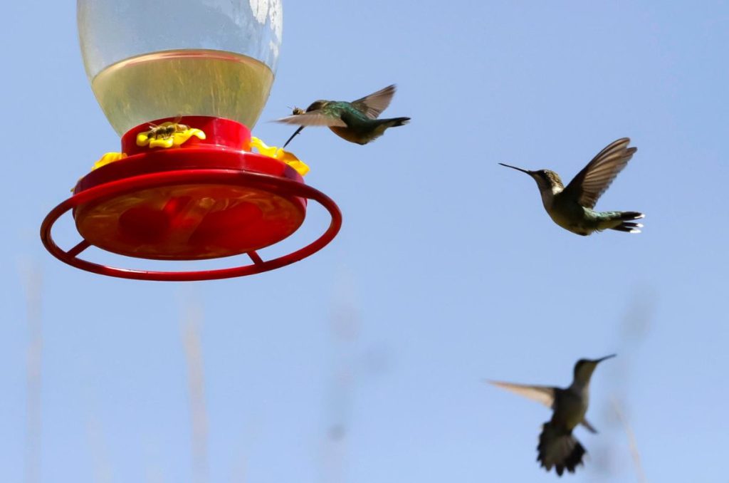 Adopta un Colibrí: Ayuda a proteger estas aves en México